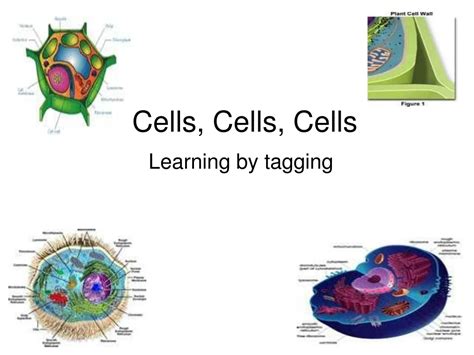 cells cells cells powerpoint    id