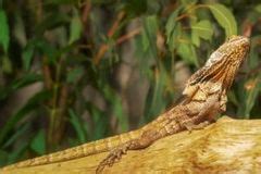 The Frilled Dragon Care Guide - SnakeTracks.com