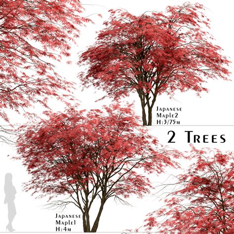 Китайский клён дерево (Фото галерея) - treepics.ru