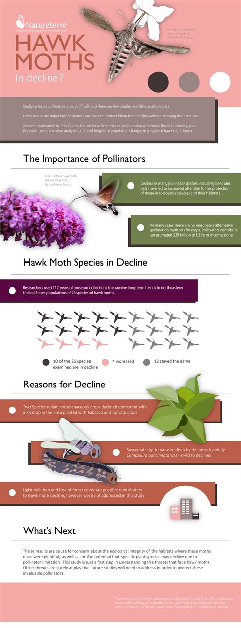 Hawk Moth Decline Infographic by Nik Moy at Coroflot.com