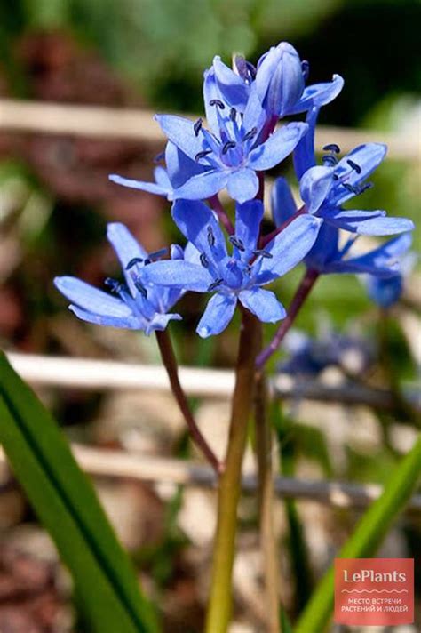 Пролеска двулистная (Scilla bifolia) — описание, выращивание, фото | на ...