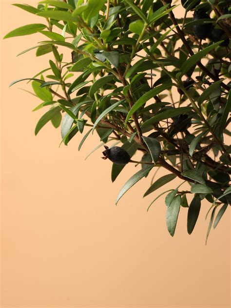 Small Common Myrtle – Dahing Plants