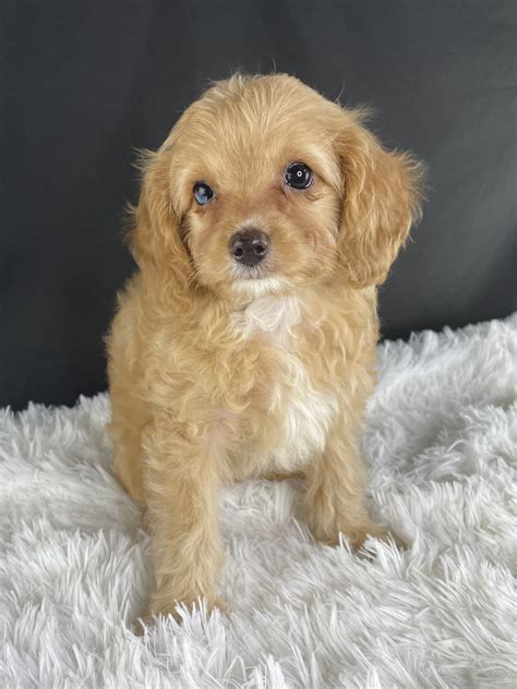 Olivia (Cavapoo) - Hypoalergenic cavapoo in ohio