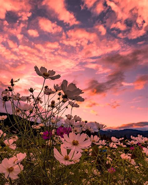 @oo9ma on Instagram: “#昨日の空 #夕方 #夕焼け #雲 #秋桜 #キタムラ写真投稿 #ニコン倶楽部 #垂井町インスタ部 ...