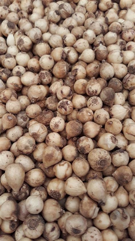 Scilla Bifolia Bulb | Peter Nyssen | Buy Flower Bulbs and Plants Online