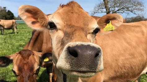 investigation  death     cows continues bbc news