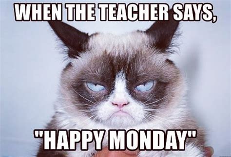 Monday experience any individual? #cats #catmemes #grumpycat # ...