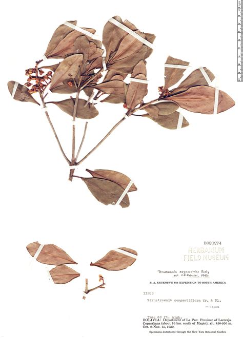 Ternstroemia asymmetrica | Rapid Reference | The Field Museum