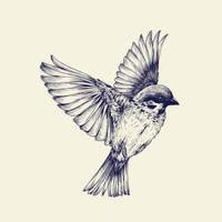 bird drawing  conbatiente  deviantart