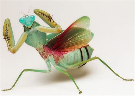 Kung Fu Mantis - Gallery | eBaum's World