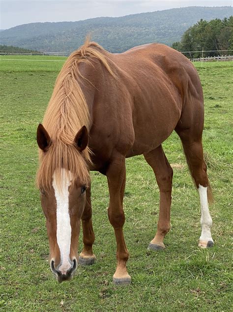vermont animal pic rvermont