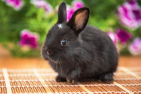 21 Beautiful Black Rabbit Breeds (With Info & Pictures) | PangoVet