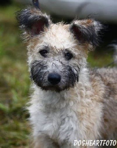 17 Best images about Pumi on Pinterest | Adoption, Cute little puppies ...