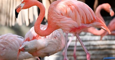 どうぶつ園の仲間たち：フラミンゴ 鮮やかなピンク色はエサの成分 [写真特集1/5] | 毎日新聞