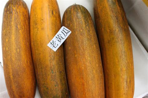 Organic Old Cucumber | BestOrganicFood.sg