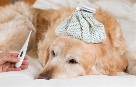 Is My Dog Hot? How to Check for a Fever in Dogs - Hunter Games Magazine