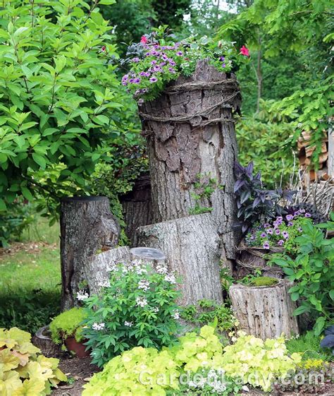 I Love Senorita Blanca Cleome | GardenLady.com