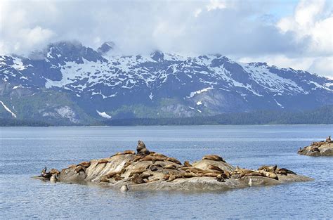 Glacier Bay – Wildlife and Ice | Journeys on a Trawler