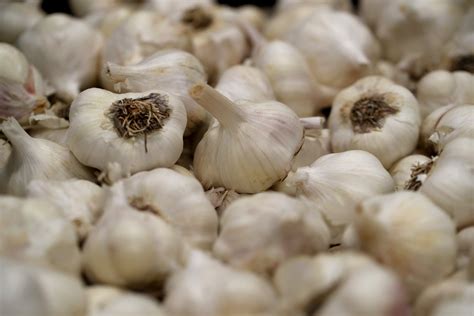 Are Dogs Allowed To Have Garlic