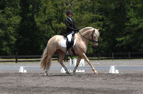 Saphiro Photo Gallery | JC Andalusians