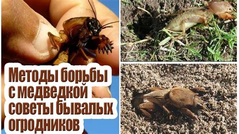 Как избавиться от медведки народными методами / Советы бывалых ...