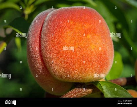 close  ripe fruits  res stock photography  images alamy