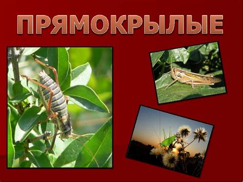 Прямокрылые - презентация, доклад, проект скачать