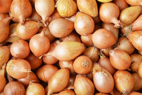 Лук-севок для чайников | Onion bulbs, Plants, Onion