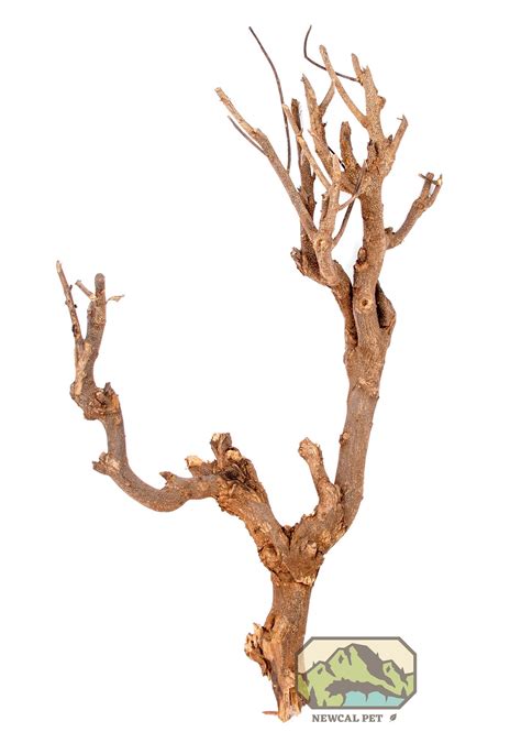 NewCal Curry Tree Branch, 12-19" – Northern Gecko Inc