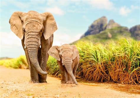 sixth mass extinction    progress earthcom