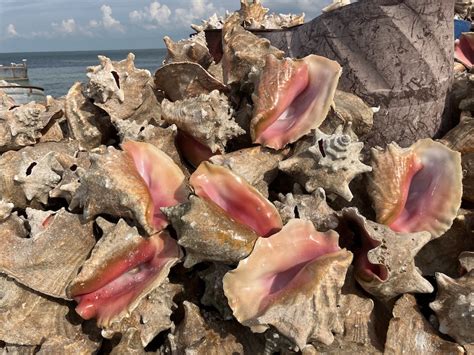 conch queen   florida keys southern foodways alliance