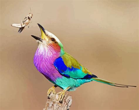 Colorful Roller Bird - 5D Diamond Paintings - DiamondPaintings.SHOP