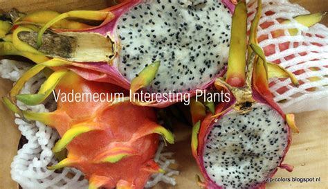 Vademecum Interesting Plants: Hylocereus spp. - Pitaja - Drakenvrucht