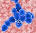 group  strep selected  fixed    tetracycline