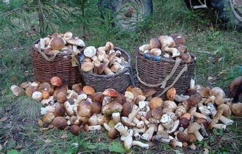 Куплю білий гриб — Agro-Ukraine