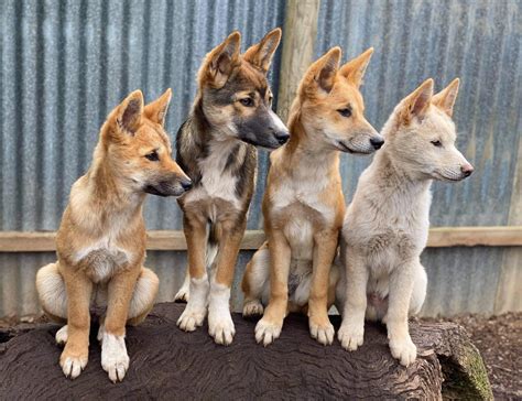Are Dingoes Extinct