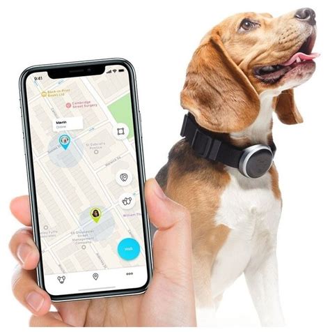 Что такое собачий GPS-трекер и для чего он нужен: обзор лучших навигаторов