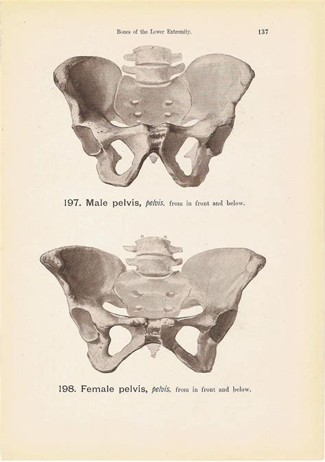 Male Pelvic Anatomy 8