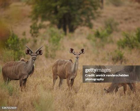 948 South Africa Kudu Stock Photos, High-Res Pictures, and Images ...