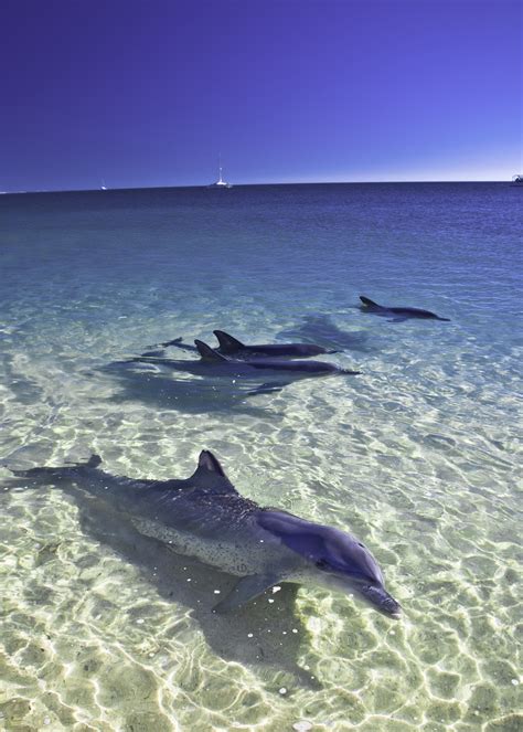 Monkey Mia - Shark Bay