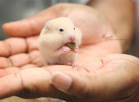 Hamster Baby