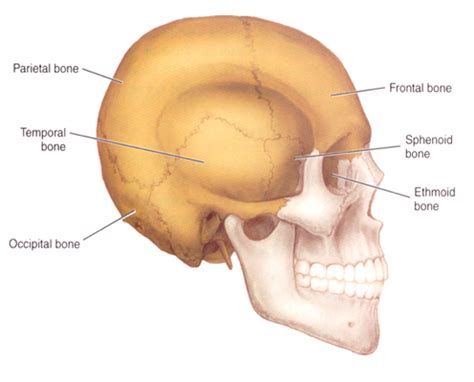 Head & Neck Anatomy Flashcards | Quizlet