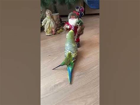 Новогодний попугай 🦜. - YouTube