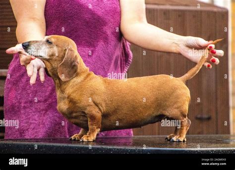 A typical Miniature Dachshund breed of dog Stock Photo - Alamy