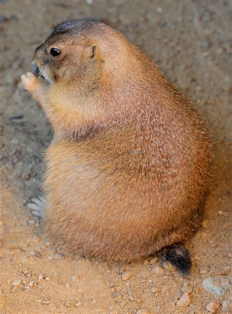 groundhog day america stock   royalty  stock