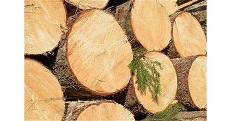Готви се временна забрана за износ на дървесина