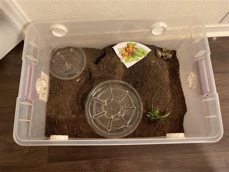 Help! Halloween Crab enclosure fruit fly problem -details in comments