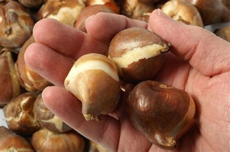 Луковичные цветы
