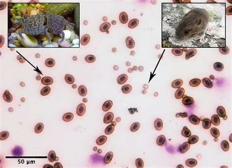 Rosa Rubicondior: How Science Works - Big Changes Evolved Small Cells