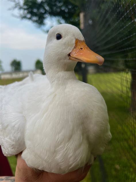 Call Duck Hatching Eggs – Mockingbird Homestead